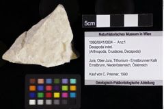 Foto (Objket + Etiketten) von Decapoda indet. 